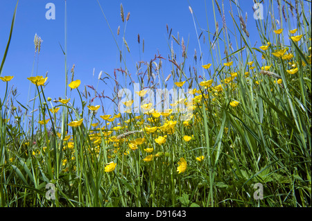 Eine Devon Wiese mit gelben Butterbechern und blühendem Wiesenfoxschwanz im Frühsommer Stockfoto