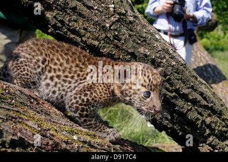 Berlin, Deutschland. 7. Juni 2013. Die junge Java-Leopard "Timang" wurde der Öffentlichkeit am 7. Juni 2013 im Berliner Zoo gezeigt. Geboren am 16. April 2013, ist es eine seltene Leoparden Unterart aus den Regenwäldern von Java, Indonesien.  Derzeit leben diese Tiere außerhalb Indoneisa, nur in den beiden Berliner Zoos und im Prag Zoo. Bildnachweis: Dpa picture Alliance/Alamy Live News Stockfoto