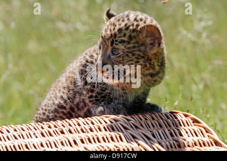 Berlin, Deutschland. 7. Juni 2013. Die junge Java-Leopard "Timang" wurde der Öffentlichkeit am 7. Juni 2013 im Berliner Zoo gezeigt. Geboren am 16. April 2013, ist es eine seltene Leoparden Unterart aus den Regenwäldern von Java, Indonesien.  Derzeit leben diese Tiere außerhalb Indoneisa, nur in den beiden Berliner Zoos und im Prag Zoo. Bildnachweis: Dpa picture Alliance/Alamy Live News Stockfoto