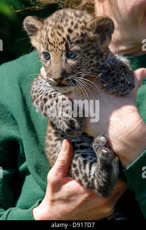 Berlin, Deutschland. 7. Juni 2013. Die junge Java-Leopard "Timang" wurde der Öffentlichkeit am 7. Juni 2013 im Berliner Zoo gezeigt. Geboren am 16. April 2013, ist es eine seltene Leoparden Unterart aus den Regenwäldern von Java, Indonesien.  Derzeit leben diese Tiere außerhalb Indoneisa, nur in den beiden Berliner Zoos und im Prag Zoo. Bildnachweis: Dpa picture Alliance/Alamy Live News Stockfoto