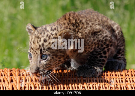 Berlin, Deutschland. 7. Juni 2013. Die junge Java-Leopard "Timang" wurde der Öffentlichkeit am 7. Juni 2013 im Berliner Zoo gezeigt. Geboren am 16. April 2013, ist es eine seltene Leoparden Unterart aus den Regenwäldern von Java, Indonesien.  Derzeit leben diese Tiere außerhalb Indoneisa, nur in den beiden Berliner Zoos und im Prag Zoo. Bildnachweis: Dpa picture Alliance/Alamy Live News Stockfoto