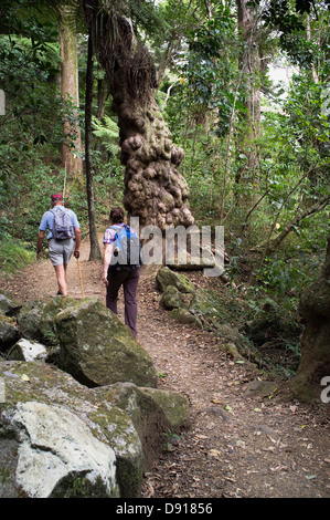 dh Rainbow Falls Scenic Reserve KERIKERI NEUSEELAND Walkers Pfad Paar Wandern Spaziergang in der Bucht der Inseln northland Trail Frau Wanderung Stockfoto