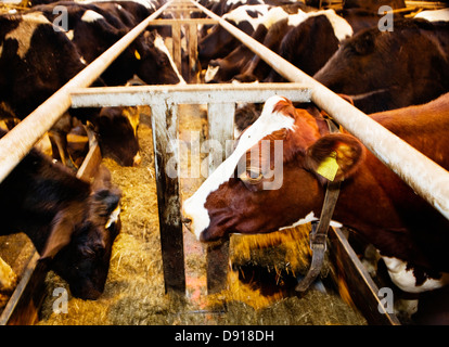 Kühe essen in einer Scheune, Schweden. Stockfoto