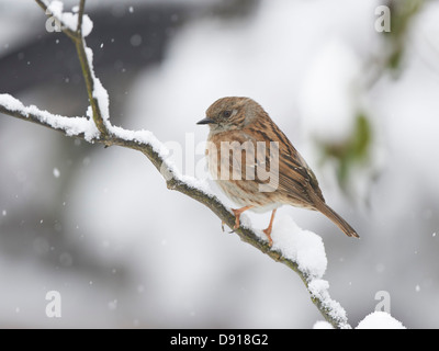 Heckenbraunelle auf Schnee bedeckten Zweig. Stockfoto