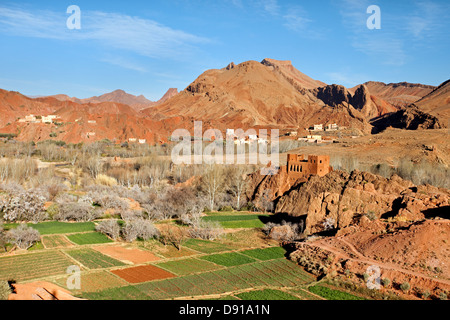 Dades Tal: Alten Kasbah-Ruine und Felder Stockfoto