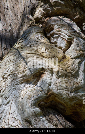 Nahaufnahme von einem großen Maser wächst auf einem Baum Sweet Chestnut, Castanea Sativa, Suffolk, UK. Stockfoto