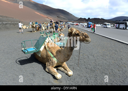 Lanzarote, Kamel reitet, Touristen genießen Kamel reiten auf Lanzarote, Kanarische Inseln Stockfoto