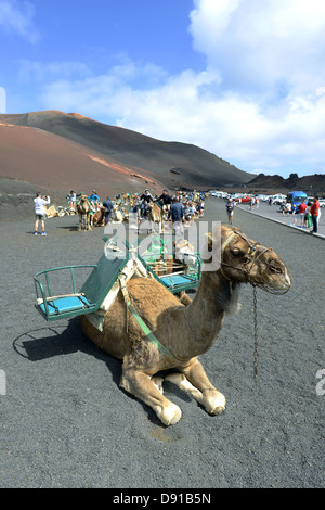 Lanzarote, Kamel reitet, Touristen genießen Kamel reiten auf Lanzarote, Kanarische Inseln Stockfoto