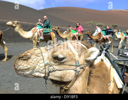 Lanzarote, Kamel reitet, Touristen genießen Kamel reiten auf Lanzarote, Kanarische Inseln Stockfoto