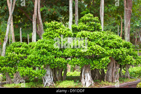 Bonsai-Bäume, kleine Sträucher, viel Grün in Töpfen. Stockfoto