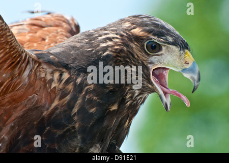 Harris Hawk Stockfoto