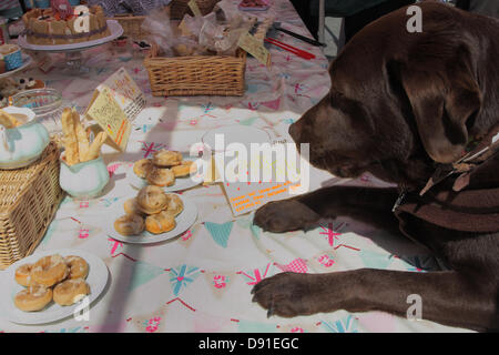 Bakewell, Derbyshire, UK. 8. Juni 2013. Konstituierenden Bakewell Backen Festival, Bakewell, Derbyshire, UK. Schokolade braun Labrador, Köcher ist von Doggy Leckereien erstellt durch Zereen Lunn, Besitzer des The Artisan Barkery, "Sheffield feinste Patisserie für Pooches" Vintage und Backen Markt, Bakewell versucht. Bildnachweis: Deborah Vernon/Alamy Live-Nachrichten Stockfoto