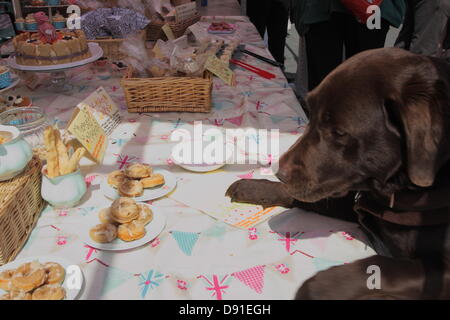 Bakewell, Derbyshire, UK. 8. Juni 2013. Konstituierenden Bakewell Backen Festival, Bakewell, Derbyshire, UK. Schokolade braun Labrador, Köcher ist von Doggy Leckereien erstellt durch Zereen Lunn, Besitzer des The Artisan Barkery, "Sheffield feinste Patisserie für Pooches" Vintage und Backen Markt, Bakewell versucht. Bildnachweis: Deborah Vernon/Alamy Live-Nachrichten Stockfoto