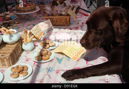 Bakewell, Derbyshire, UK. 8. Juni 2013. Eröffnungs Bakewell Backen Festival, Bakewell, Derbyshire, UK. Chocolate Brown Labrador, Köcher ist versucht durch doggy von Zereen Lunn, Inhaber der Artisan Barkery erstellt, behandelt, der heffield feinste Patisserie für Hündchen" im Vintage und Backen Markt, Bakewell. Quelle: Deborah Vernon/Alamy leben Nachrichten Stockfoto