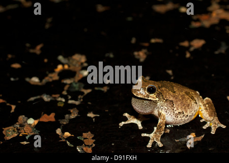 Ein grauer Laubfrosch ruft beim Überqueren einer Straße.  Dieser Frosch reist nach seinem Zucht-Pool. Stockfoto