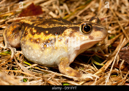 Männliche östlichen katzenähnliche - Scaphiopus holbrookii Stockfoto