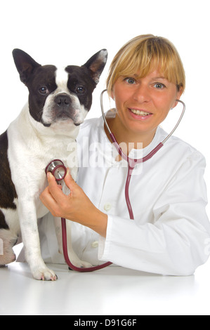 weibliche Tierarzt Doktor mit Boston Terrier Hund Stockfoto