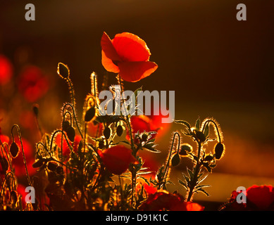 Mohn blüht bei Sonnenuntergang. Stockfoto