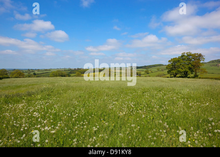 Eine traditionelle Sommer-Mähwiese in der Landwirtschaft-Landschaft der Yorkshire Wolds, England, mit Löwenzahn Samenköpfe und Gräsern Stockfoto