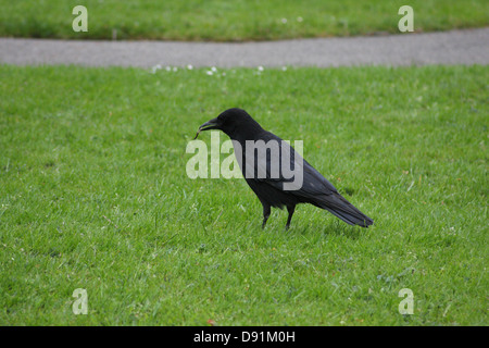 Eine Krähe auf Rasen Essen einen Wurm. Stockfoto