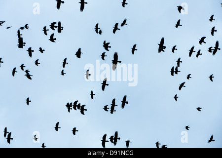 Krähen fliegen in den Himmel Stockfoto