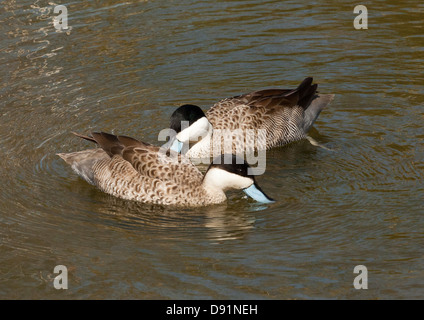 Ein paar der Puna Krickenten, Anas Puna Dilettantismus in einem Teich Stockfoto