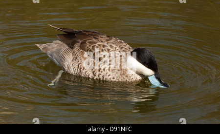 Puna Teal, Anas puna Ente, in einem Teich dabbling Stockfoto