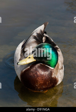 Mallard Duck Anas platyrhynchos Stockfoto