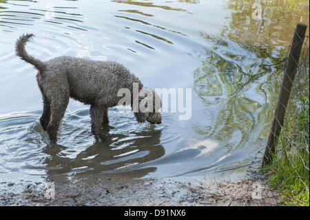 London UK, Hampstead Heath. 8. Juni 2013.  Hunde abkühlen in Hampstead Heath-Teich nach einem heißen Tag. Bildnachweis: Rena Pearl/Alamy Live-Nachrichten Stockfoto