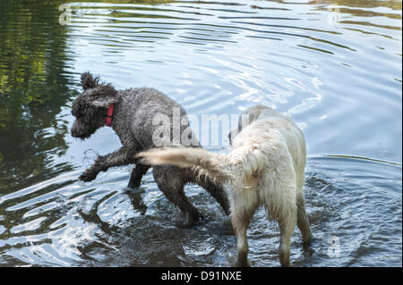 London UK, Hampstead Heath. 8. Juni 2013.  Hunde abkühlen in Hampstead Heath-Teich nach einem heißen Tag. Bildnachweis: Rena Pearl/Alamy Live-Nachrichten Stockfoto