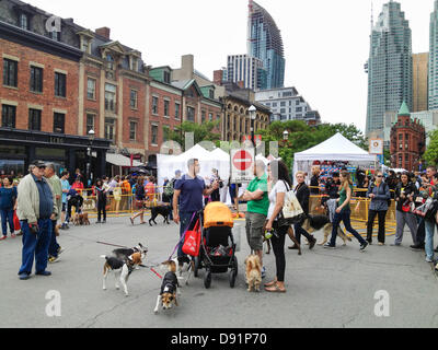 Toronto, Kanada, 8. Juni 2013. Hunde und Besitzer 10. Jubiläums Woofstock 2013 im freien Hundefest in der Front Street in St. Lawrence Market Nachbarschaft genießen. Bildnachweis: Elena Elisseeva/Alamy Live-Nachrichten Stockfoto