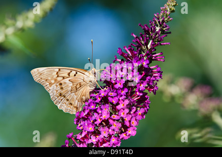 Tawny Kaiser Schmetterling (Asterocampa Clyton) Fütterung auf lila Schmetterlingsstrauch Blumen Stockfoto