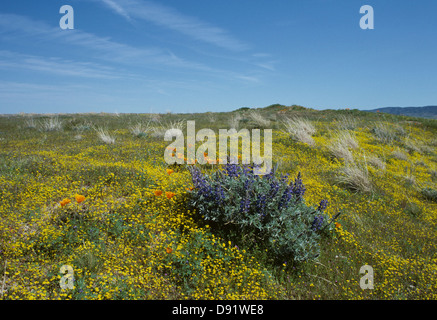 Lupine, California Poppies, Lancaster, CA 830401 021 Stockfoto