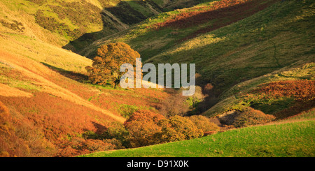 Herbst in einer ländlichen Gegend Tywi Tal Carmarthenshire Wales Stockfoto