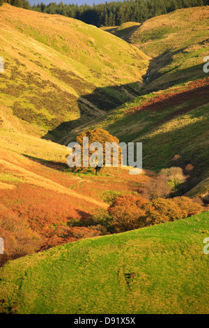 Herbst in einer ländlichen Gegend Tywi Tal Carmarthenshire Wales Stockfoto