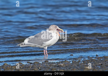 Glaucous geflügelte Gull (Larus Glaucescens), versuchen zu schlucken ein Seestern, Royston, Vancouver Island, Kanada Stockfoto