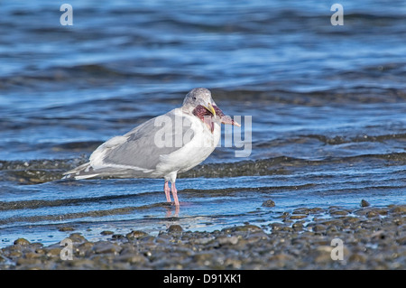 Glaucous geflügelte Gull (Larus Glaucescens), versuchen zu schlucken ein Seestern, Royston, Vancouver Island, Kanada Stockfoto