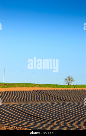 Neu bepflanzt Kartoffelfeld Pembrokeshire Wales Stockfoto