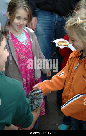 Tawny Frogmouth Eule (ein Strigoides) treffen Kinder bei Kanyana Wildlife Rehabilitation Centre, Perth, Western Australia Stockfoto