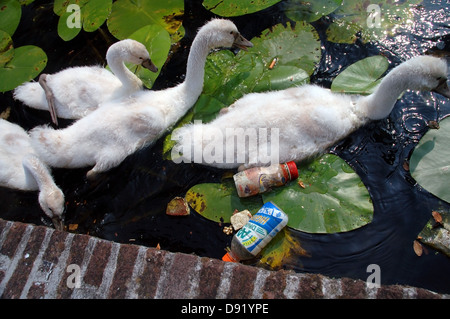 Cygnets (Cygnus Olor) aufwachsen unter Müll in einem städtischen Kanal in den Niederlanden Stockfoto