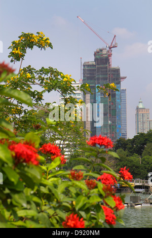 Bangkok Thailand, Thai, Silom, Lumphini Park, Lumpini, Lumpinee, Blumenblumen, blühender Busch, Ratchadamri-Ratchaphrasong Commercial District, neu, unter neu Stockfoto