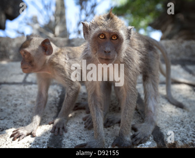 Ein paar junge Affen - Krabbe-Essen-Makak oder Long-tailed Macaque (Macaca Fascicularis), Bali. Stockfoto
