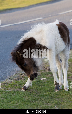 Dartmoor Hill Fohlen Nationalparks Dartmoor Devon England Stockfoto