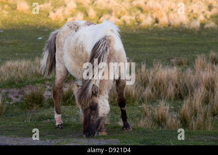 Dartmoor Hill Ponys Dartmoor Nationalpark Devon England Stockfoto