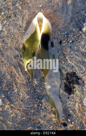 Algen auf Felsen bei Ebbe am Strand in Devon England Stockfoto