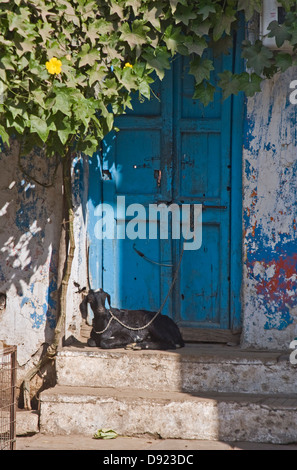 Asien, Indien, Karnataka, Bijapur, eine Ziege liegt in den Hauseingang Stockfoto