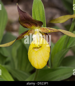 Frauenschuh Orchidee (Cypripedium Calceolus). Fotografiert im Gang Barrows, Silverdale, Lancashire Stockfoto