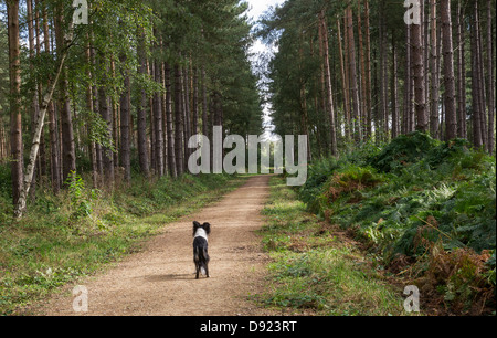 Border Collie blickte hinunter eine Strecke durch das Waldgebiet der Clumber Park, Nottinghamshire. Stockfoto