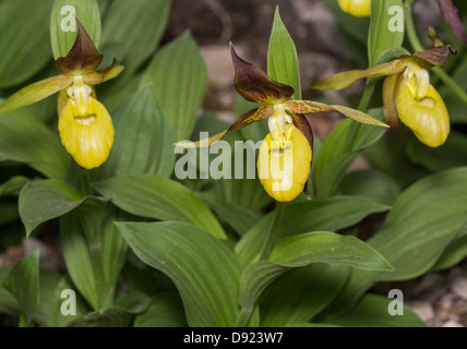 Frauenschuh Orchidee (Cypripedium Calceolus). Fotografiert im Gang Barrows, Silverdale, Lancashire Stockfoto