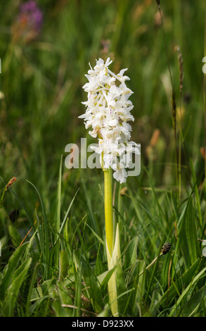 Eine seltene weiße Sorte der frühen lila Orchidee (Orchis Mascula) Stockfoto